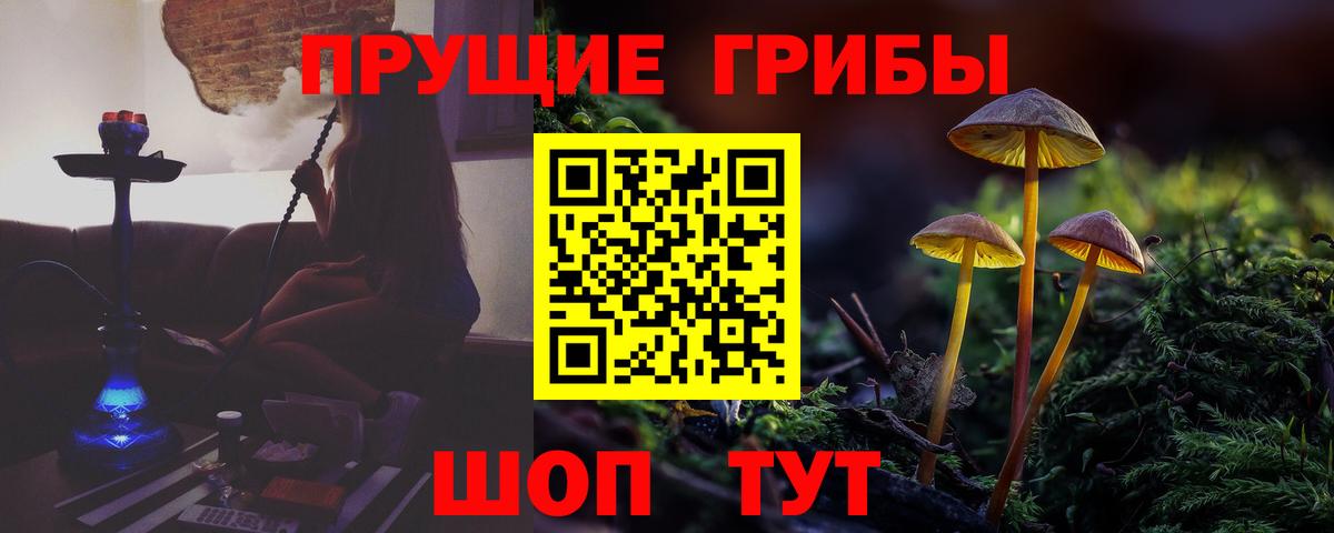 Бийск  Псилоцибиновые грибы Psilocybine cubensis  Вход с VPN  Псилоцибиновые грибы Psilocybe 